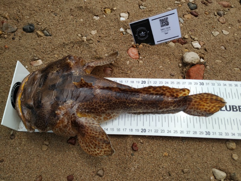 Fish Measure Picture